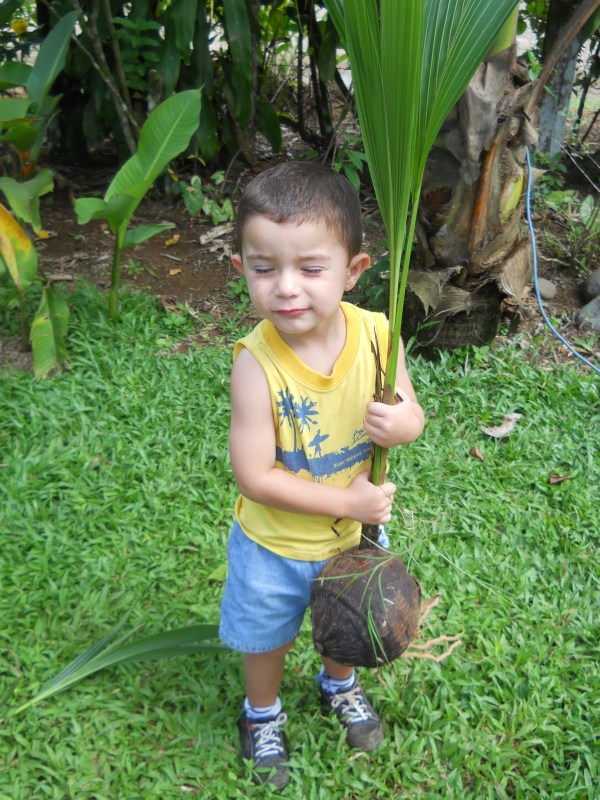 Josué planting a coconut palm tree
